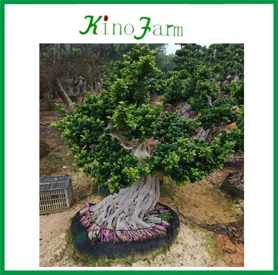 KF4082  SX-059(10).jpg