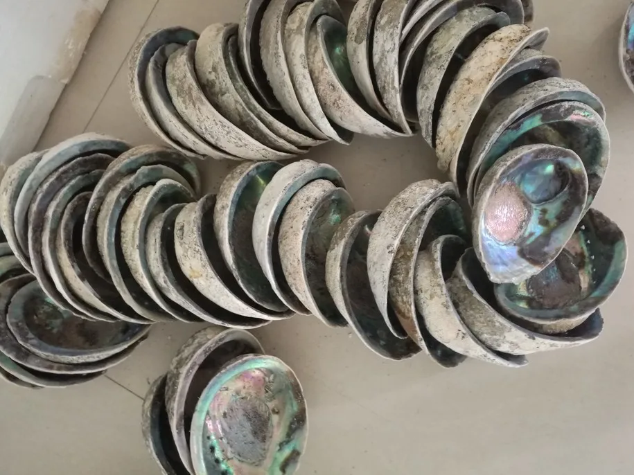abalone 3.JPG