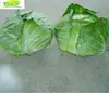 Chinese green cabbage