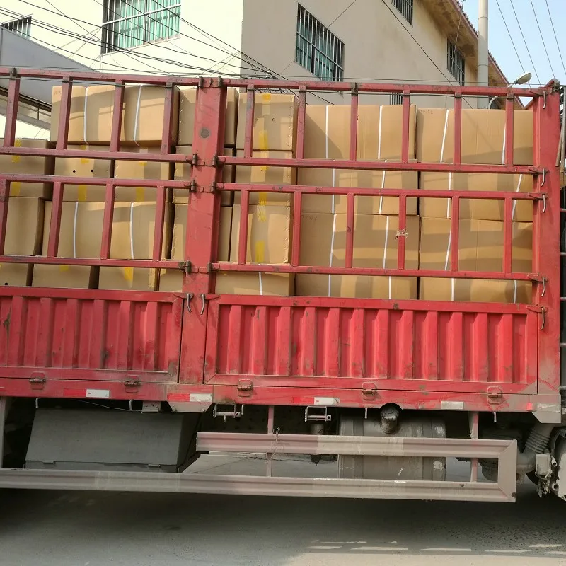 hybrid clone paulownia root and rhizome165