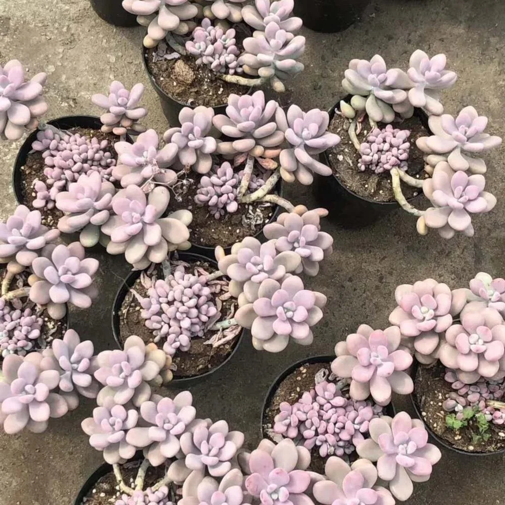
Wholesale Succulent Plants Graptopetalum amethystinum with LOW PRICE 