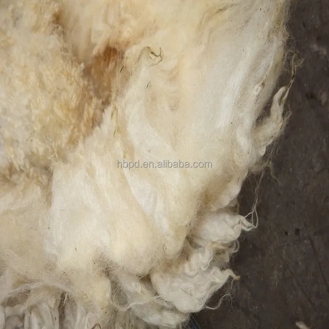 Chemical Free Natural Unprocessed Fleece #24-16.4 Micron SUPERFINE and COATED White Merino Fleece Super Soft Raw Wool
