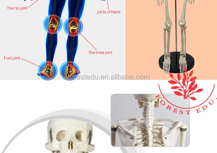 6 Anatomy skeleton.jpg