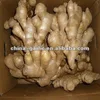 2012 ' Fresh Ginger Importer & Exporter Company in China