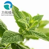 factory supply Herba Menthae Heplocalycis extract,Mint Herb extract, BO HE extract