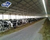 Steel Structural Building Fabrication Poultry Farm Shed for Pig/Cow/Goat in China