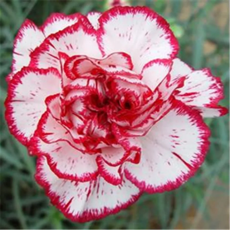 Carnation flower plant Idea