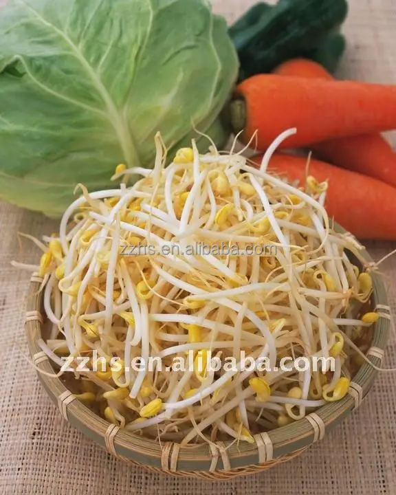 raw bean sprouts