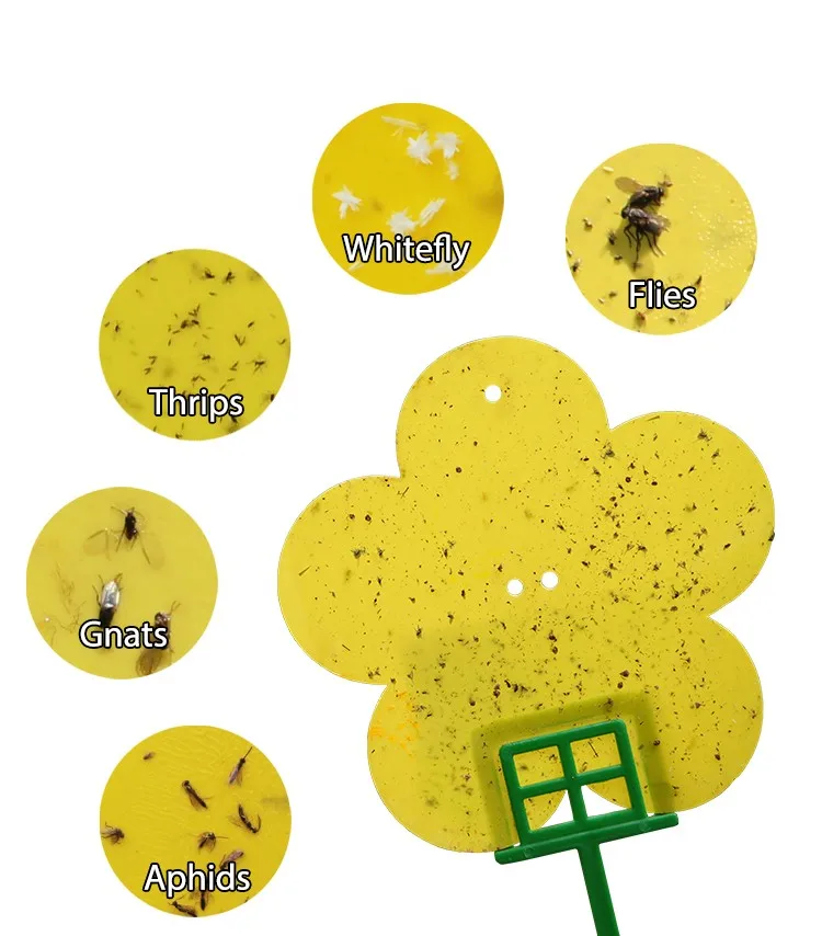 many thrips species are pests of commercially important crops.