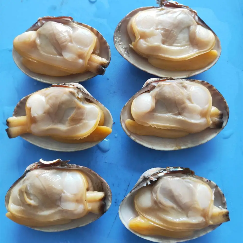 
2019 new season short necked clam in shell 