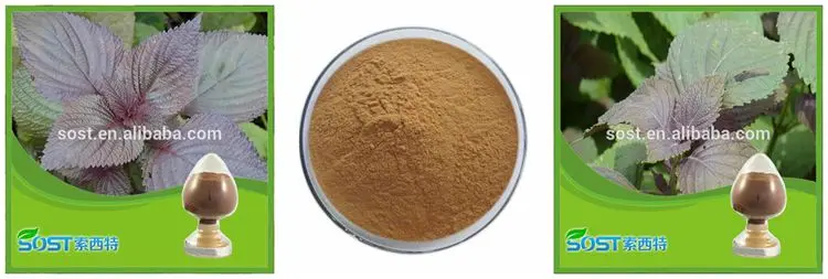 SOST Supply Organic Holy Basil Leaves Extract Powder.jpg