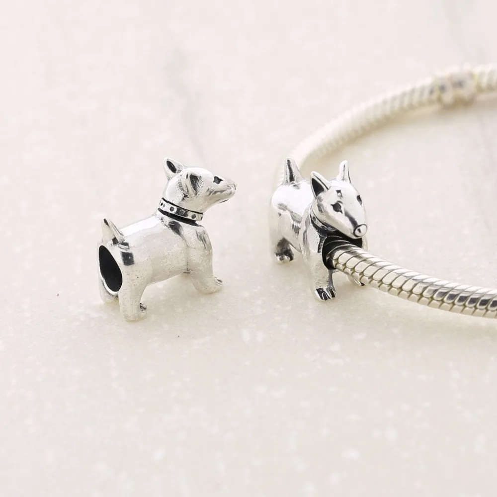 chien pandora chien pandora