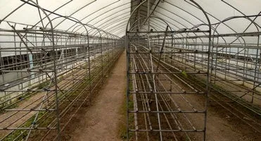greenhouse for mushroom