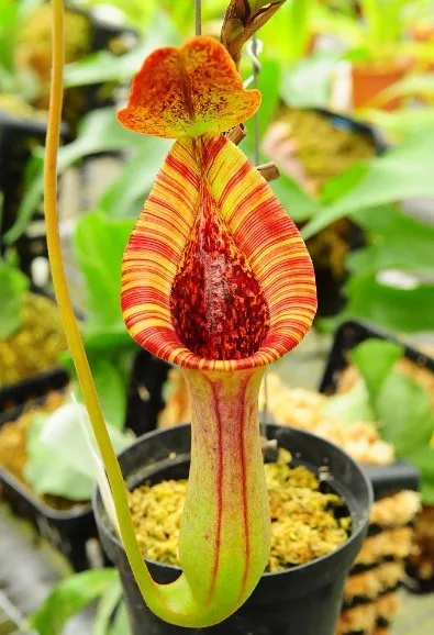 
Nepenthes sp. 