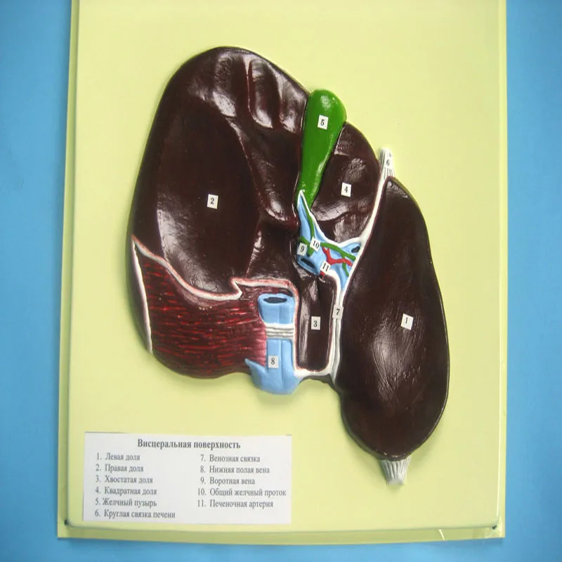 
Biology Teaching Aids Anatomical Bas Relief Model of Human Liver 