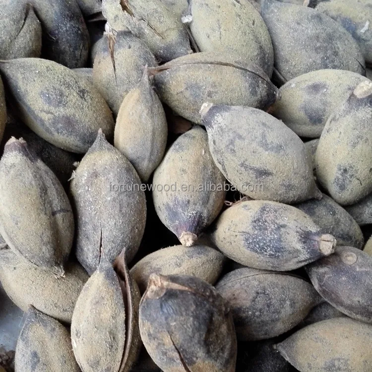 
cold resistant fast growing paulownia seeds hybrid shantong 