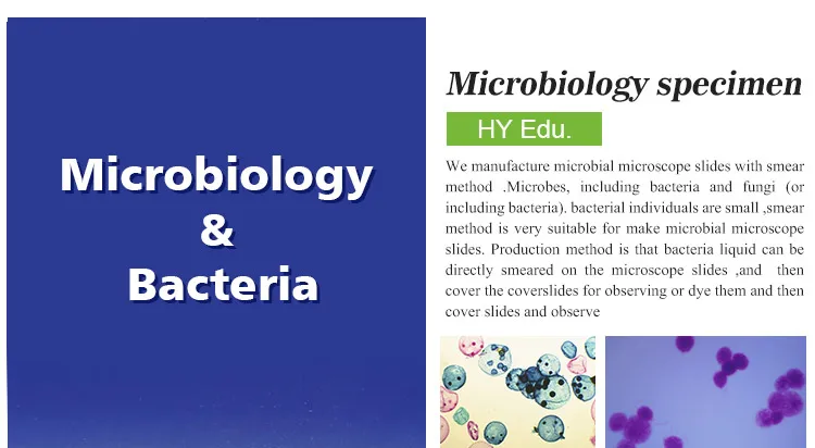 001 Microorganism cells prepared microscope slides.jpg