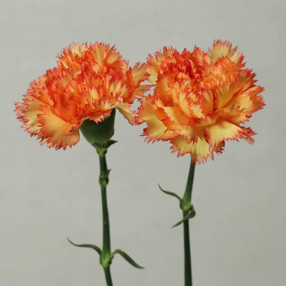 A Quality Fresh Cut Flowers Single Carnations With Cheapest Price Buy