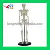 45CM Tall PVC Material educational skeleton model,Mini Plastic Skeletons