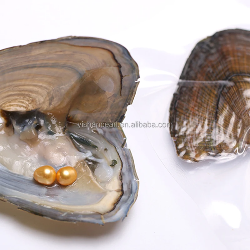 

Double Gold  Rice Pearl AAA Grade in Freshwater Oyster for Gift