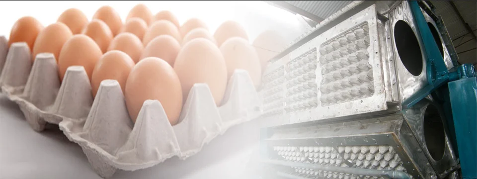 paste-pic-dp_uuid_sgeel