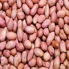 long peanuts kernels wholesale raw peanut price importers in middle east