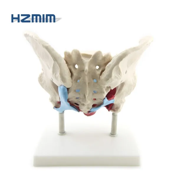 Female Pelvic Model With Muscles And Organs Pelvis Anatomic Skeleton ...