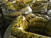 HOT SALE wholesale 17 tire motorcycle 80 70