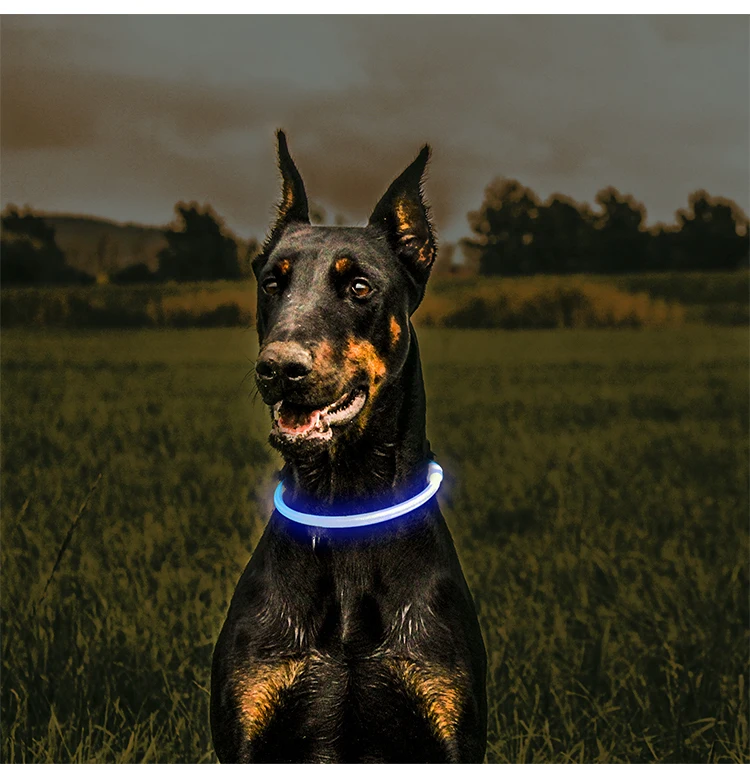 Custom Waterproof USB Rechargeable LED Lighting Dog Collar