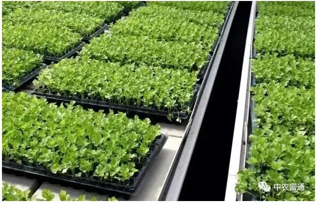 
Cost-effective Hydroponic Seedling Bed plant nursery 