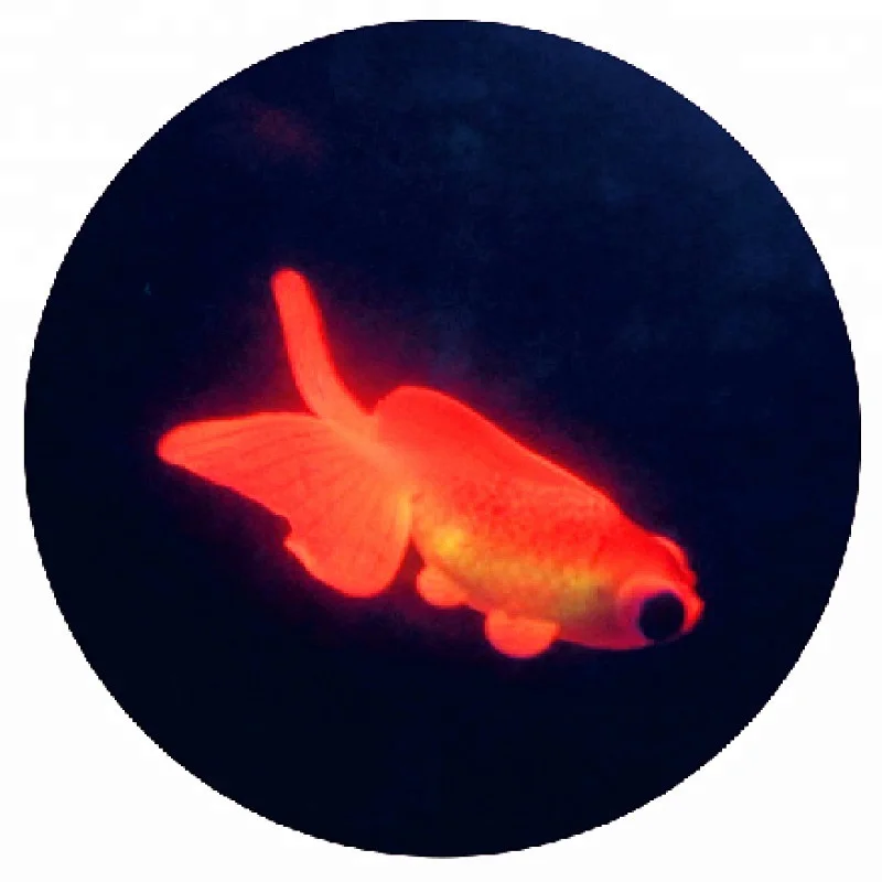China Goldfish Sale China Goldfish Sale Manufacturers And