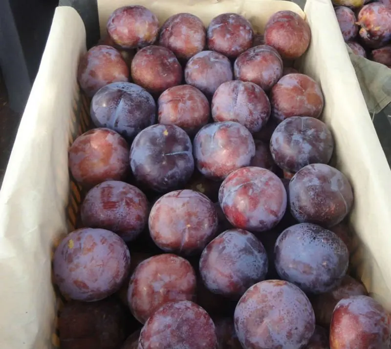
fresh plum 