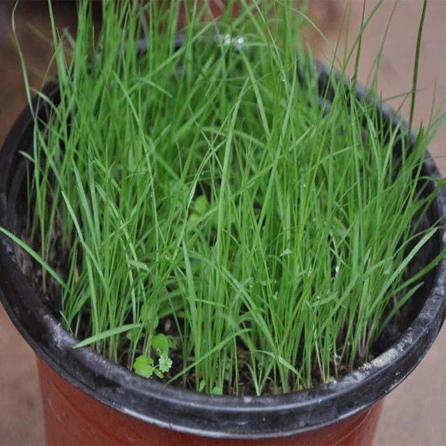 
High quality Bahiagrass seeds grass seeds for Slope protection grass Seed factory 