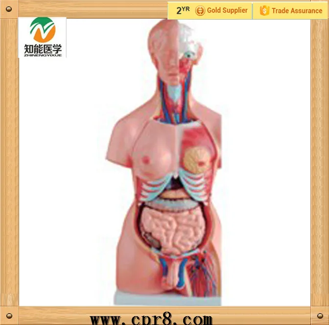 BIX-A1035 85cm Both sexes torso model 23 sets