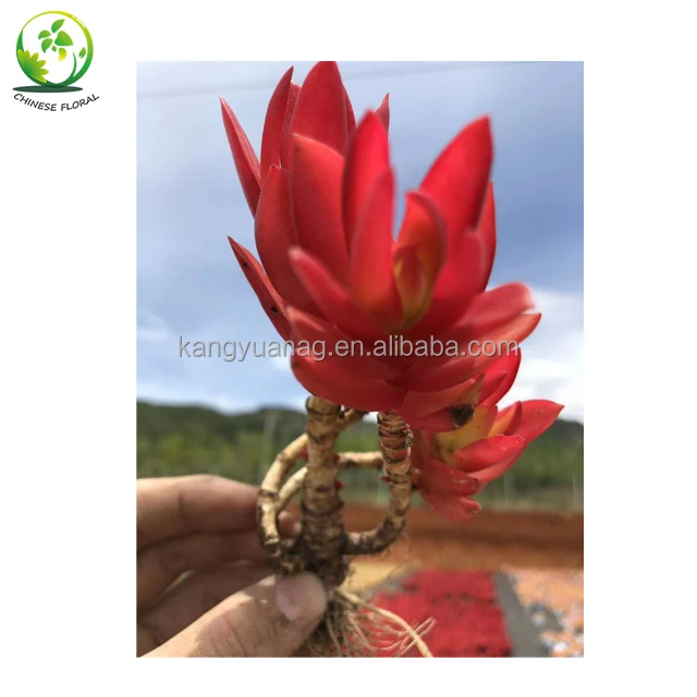 
Wholesale all colors Korea Succulent Plants 