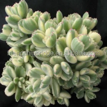 Cotyledon tomentosa 7.jpg