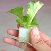Black and White color hydroponic Seed growing Foam sponge tray for greenhouse