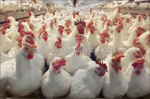
SUKAHAN Poultry Feed Premixes / Probiotics Additive 