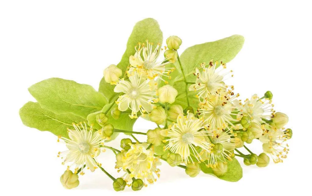 100% Natural Lime Flower Extract/ Tilia Vulgaris Extract Powder / Tilia ...