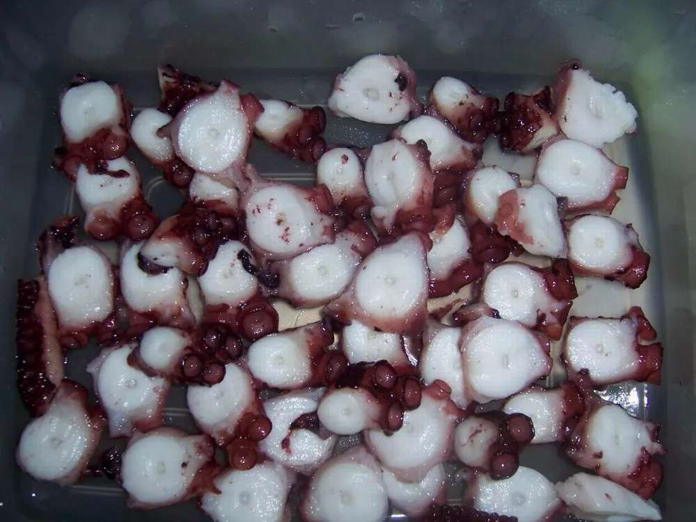 octopus  (14).jpg