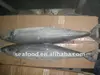 Seerfish Spanish Mackerel