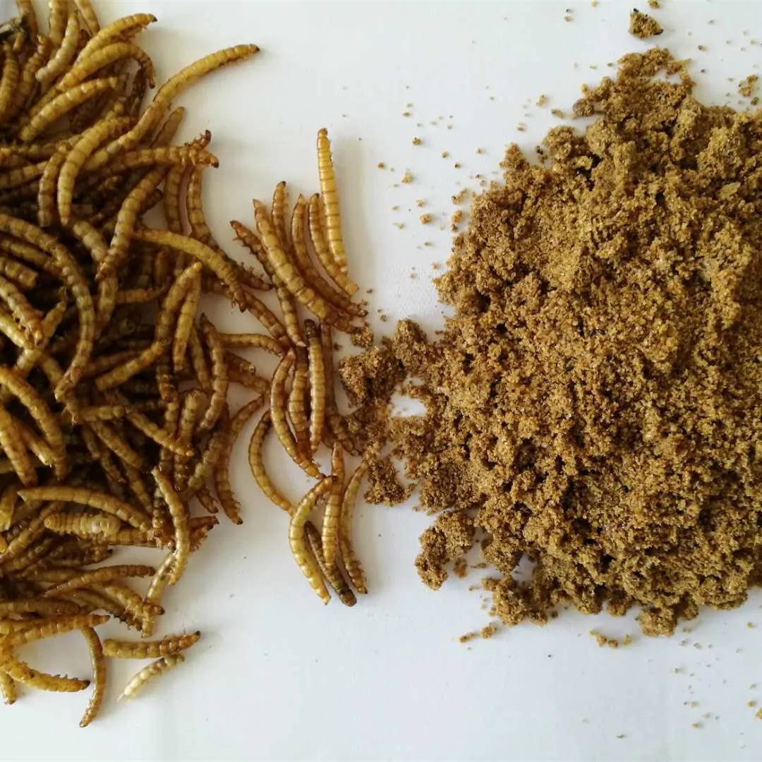 100pure 60protein Dried Mealworm Powder With Free Sample For Sale Buy Mealworms Products