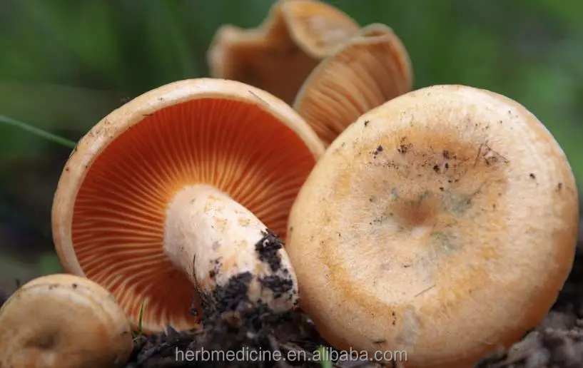 
WILD edible Lactarius deliciosus mushrooms Agaricus deliciosus for food 