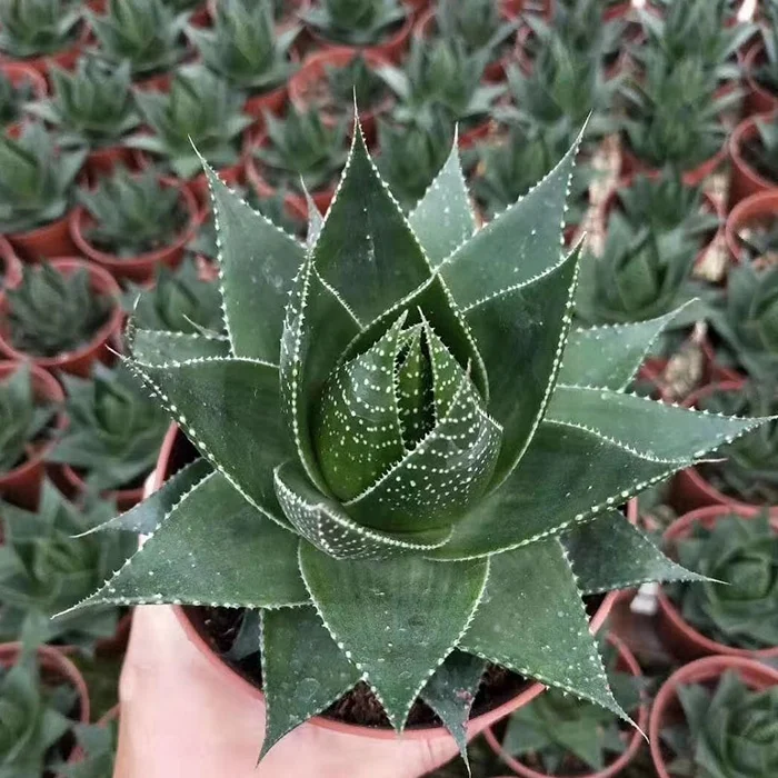 
China succulent gardens mini succulent plants for sale 