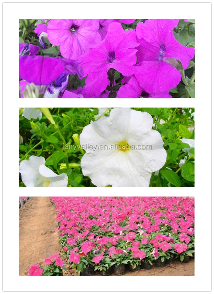 ペチュニア花の種アサガオの種花びらの種 Buy ペチュニアの花の種子 庭ペチュニア 花の種 Product On Alibaba Com