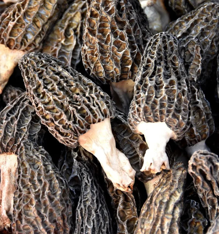 Dry Morel Buy Dry Morel,Black Morel,Morel Product on