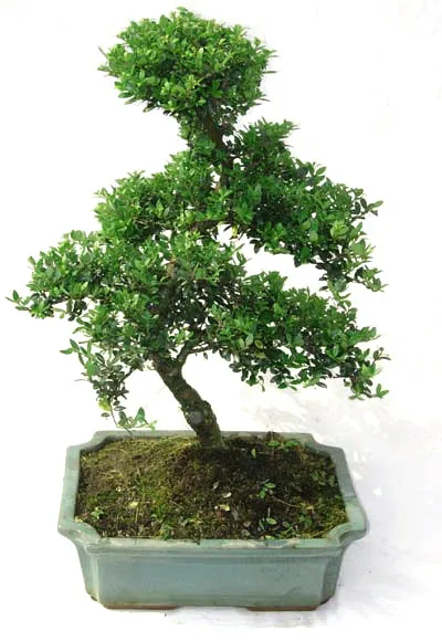 
15cm 20cm 30cm Living Bonsai Podocarpus Acer Ginkgo Ilex metasequola pseudolarix amabilis rhododendron simsii 