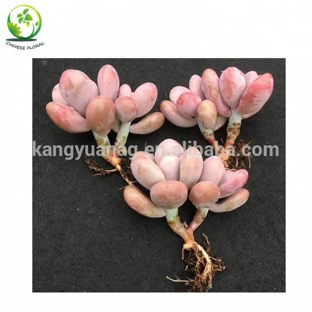 
Wholesale all colors Korea Succulent Plants 