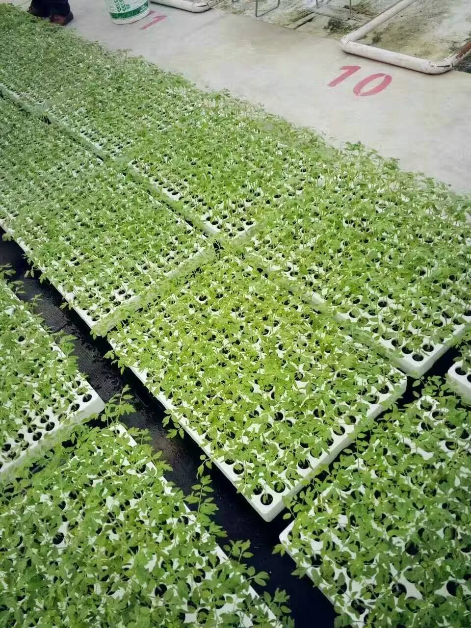 Hydroponics Farming Foam Soilless Culture Vegetable Seeds Tray Grow Sponge