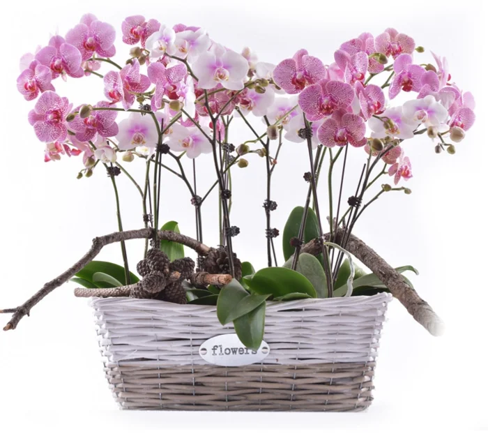 Купить орхидею в горшке авито. Фаленопсис Баттерфляй орхид. Орхидея фаленопсис рассада. Необычные горшки для орхидей. Красивые горшки для орхидей.